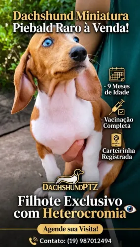 DACHSHUND MINIATURA PIEBALD MACHO