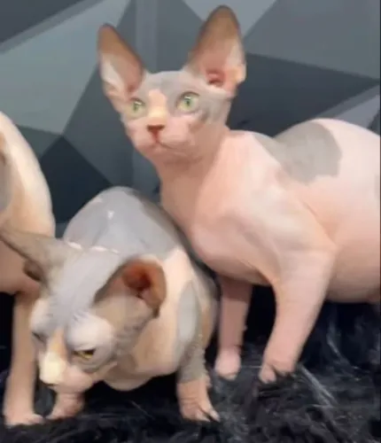 gato sphynx fêmea 4500 reais