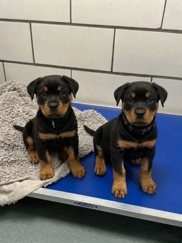 Rottweiler encantador
