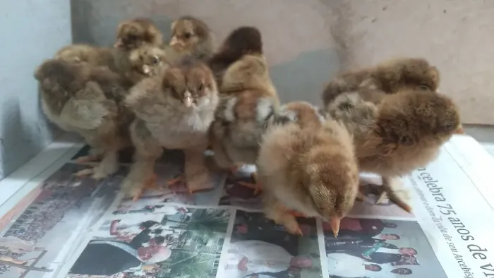 Pintinho Brahma 5 por 100 