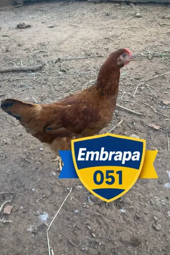 Frangas Embrapa 051 - Quase iniciando postura ?