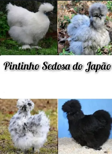 Vendo lindos pintinhos ornamentais da raça Sedosa do Japão (Silkie) de genética especial.