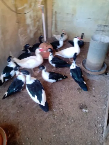 Aves 