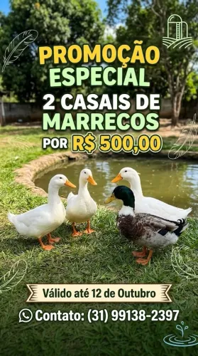 Casal de marrecos