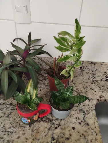 Plantas todos por 20 reais 