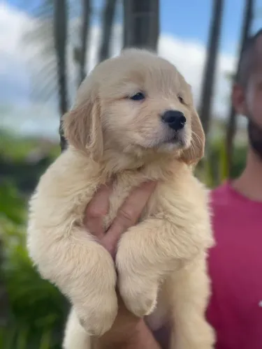 Filhote Golden Retriever com Pedigree