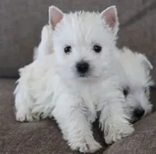 West Terrier Machos e Femeas