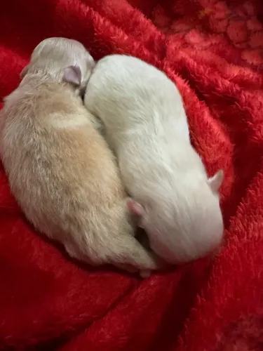 Filhotes de Lulu da Pomerania