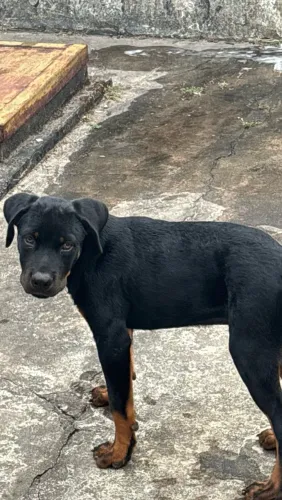 Filhote Rotweiller macho