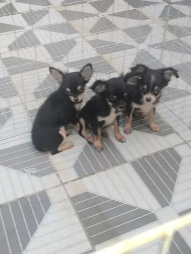 Lindos filhotes machos da raça Chihuahua