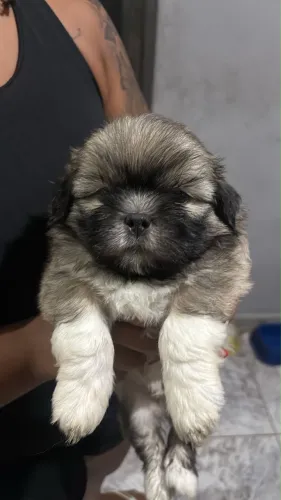 Vendo Shih Tzu Macho