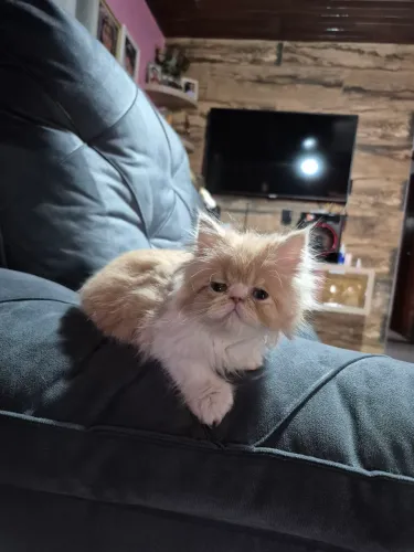 Gato perssa macho