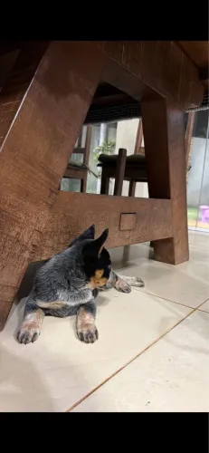 Filhote de blue heeler 