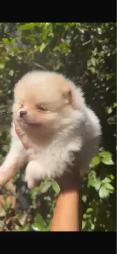 Filhote de Lulu da Pomerânia