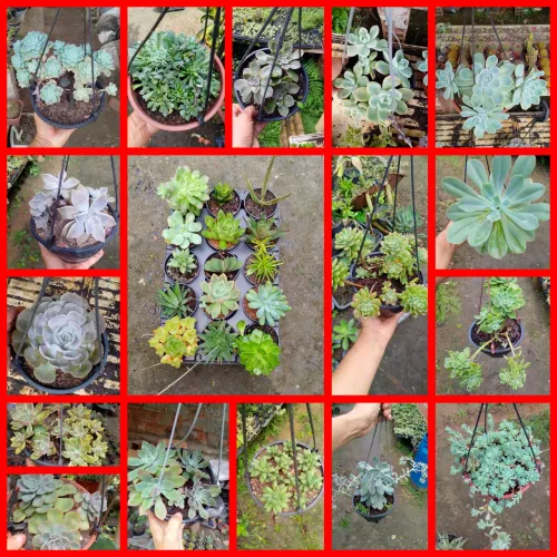 cuia de suculentas