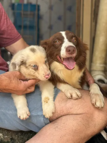 Border collie com pedigree CBKC - filhote puro