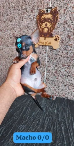 Pinscher vermifugado 86 dias 