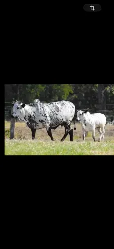 Vaca Nelore Pintado COM RG/PARIDA E PRENHA