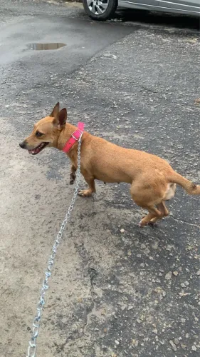 Cadela para doação 