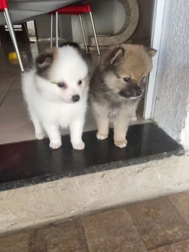 Vendo lulu da Pomerânia