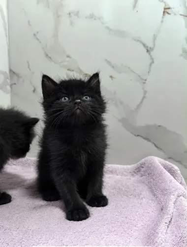 Angora Femeas e Machos Disponíveis