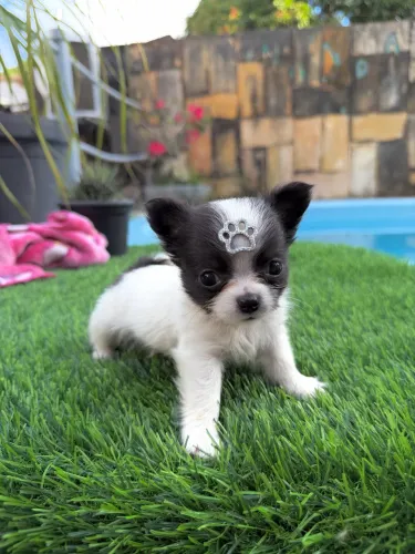 Chihuahua Bebezinho 