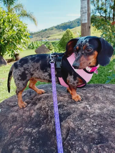 Salsichinha Kaninchen quer namorar