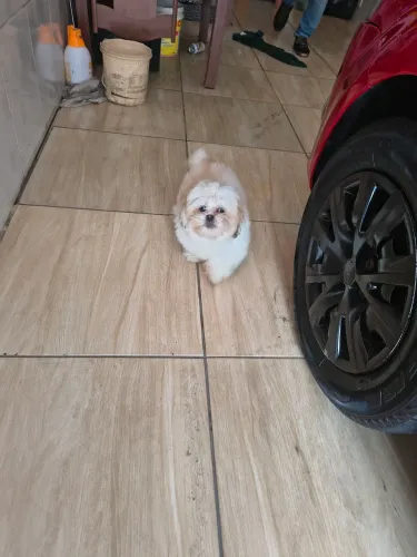 Shitzu micro macho