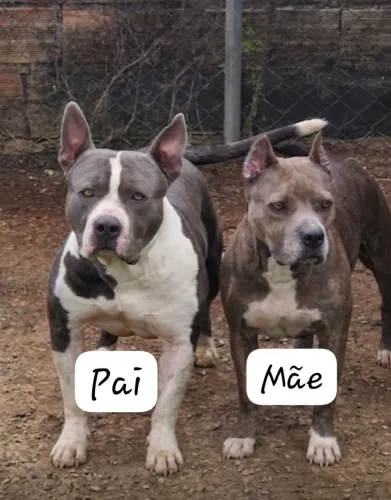 Filhotes de American Bully a venda 5 machos e 1 fêmea 