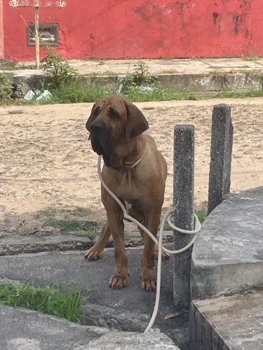 Reprodutor fila brasileiro 34 meses
