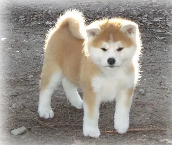 Akita Inu Prontos para Novo Lar ? Companheiros Leais