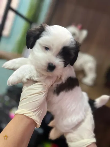 Lhasa Apso com Pedigree Transferido - Qualidade, Segurança e Amor