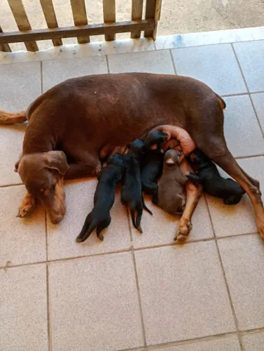 Doberman alemão ...8599414r872