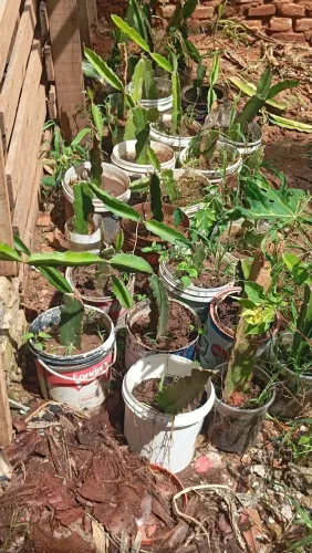 Mudas de pitaya a venda