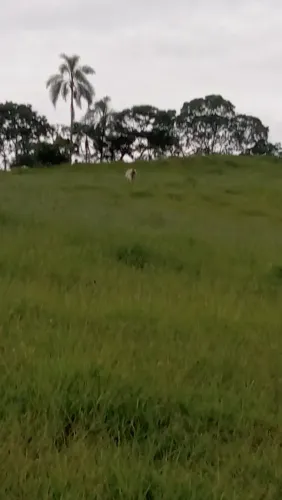 Arrendo 4 alqueires Gonçalves mg próximo ao trevo 