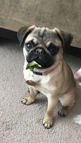 Pug filhotes amor e carinho que não te solta 
