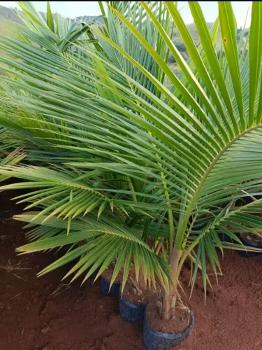 Mudas de coqueiro anão em Dona Euzébia MG