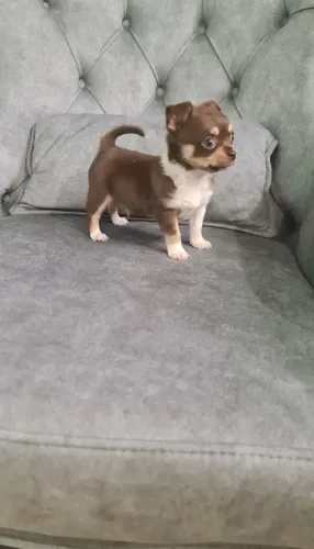 Chihuahua- Macho chocolate e branco com 55 dias de vida- Daniela