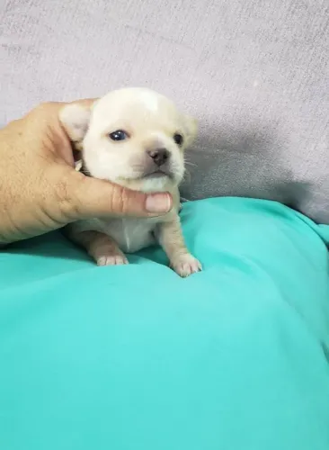 Chihuahua Mini Preto e Branco Macho - Esperto, Dócil e Cheio de Energia! 