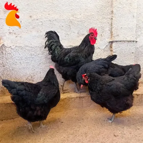 Ovos Galados Gigante Negro de Jersey (dúzia)