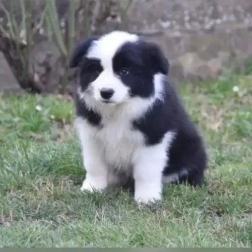 Filhotes de Border Collie | Pequeno, brincalhão e irresistível.