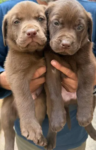 Labrador chocolate a pronta entrega