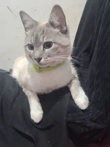 Doação de gata fêmea castrada 