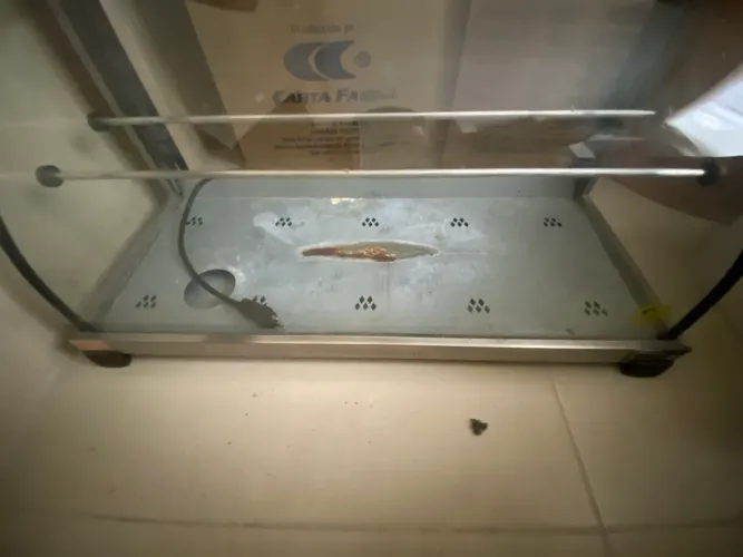 Estufa de salgados