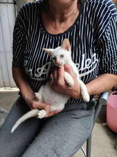 Estou doando filhotes de gatos marisco e um branco