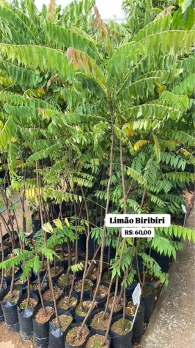 Mudas de Limão Biribiri 
