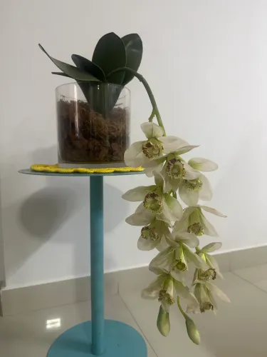 Vaso orquídea branca