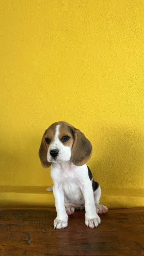 BEAGLES PERFEITOS 