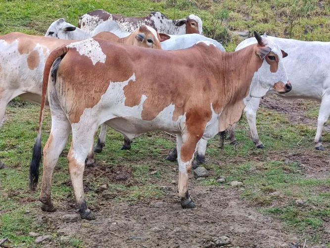 Novilhas Nelore pintadas a venda