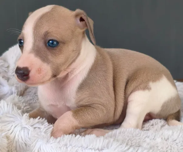 Filhote FÊMEA Italian Greyhound/Galguinho Italiano/ Pequeno Lebrelito Italiano